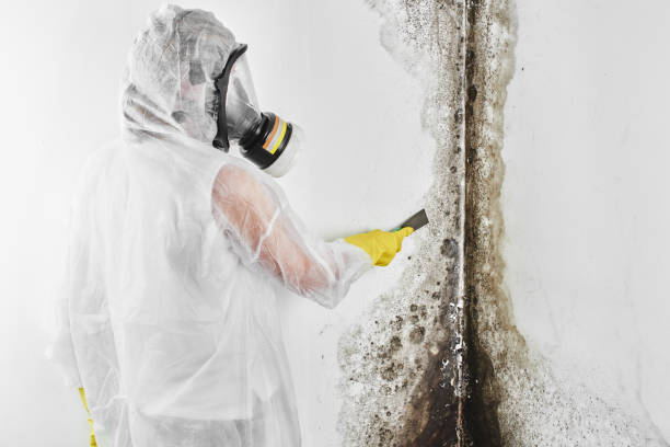 Best Attic Mold Removal  in Rock Creek, MN