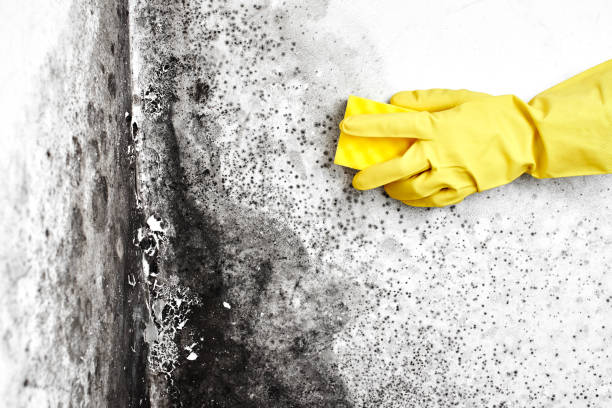 Best Toxic Mold Removal  in Rock Creek, MN