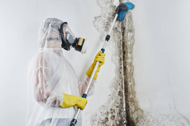 Best Residential Mold Removal  in Rock Creek, MN