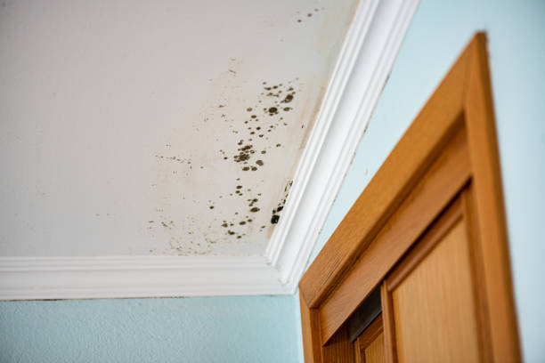 Best Emergency Mold Removal  in Rock Creek, MN