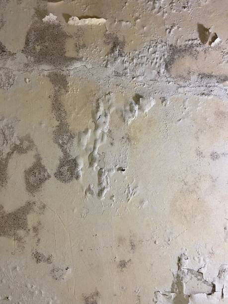 Best Mold Removal Near Me  in Rock Creek, MN