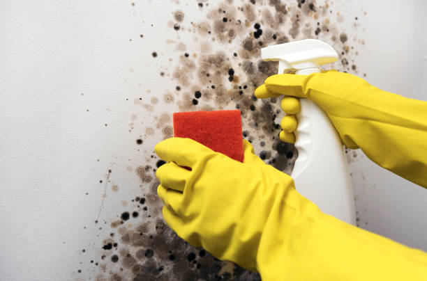 Best Commercial Mold Removal  in Rock Creek, MN