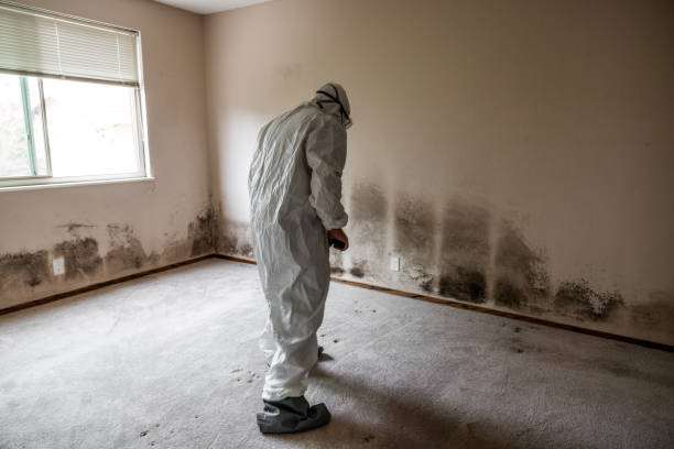 Best Mold Testing  in Rock Creek, MN