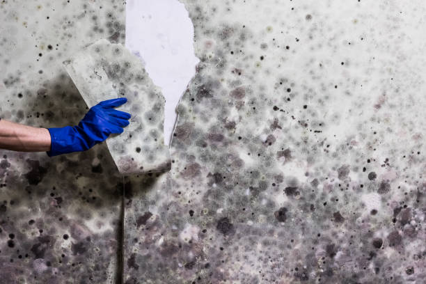 Best Same-Day Mold Removal  in Rock Creek, MN