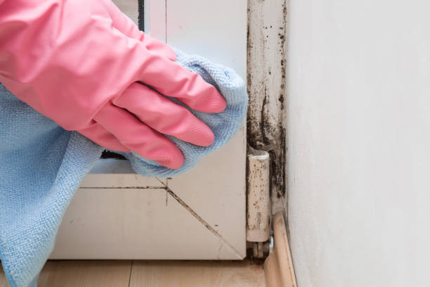 Crawl Space Mold Removal in Rock Creek, MN