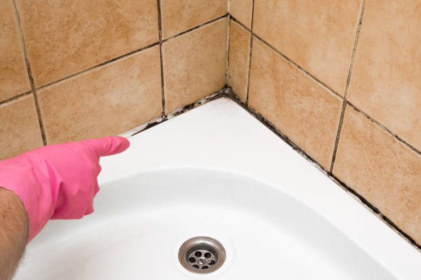 Mold Removal and Inspection in Rock Creek, MN